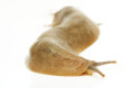 Veronicella sloanei semiadult
